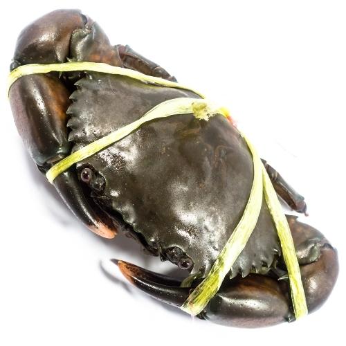 Mud Crabs