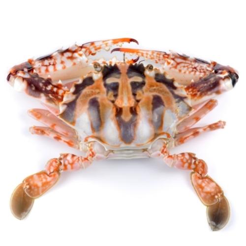 Sea crabs