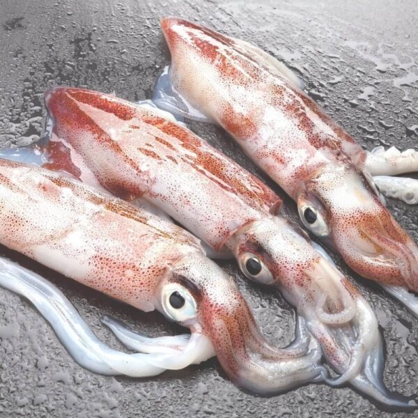 Squids Calamari